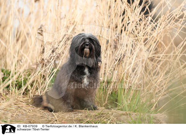schwarzer Tibet-Terrier / KB-07939