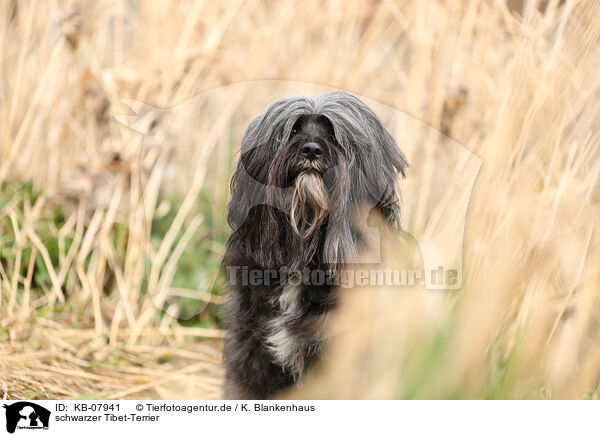 schwarzer Tibet-Terrier / KB-07941