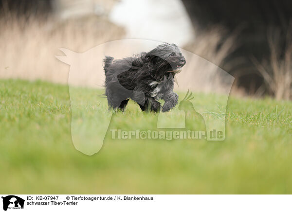 schwarzer Tibet-Terrier / KB-07947