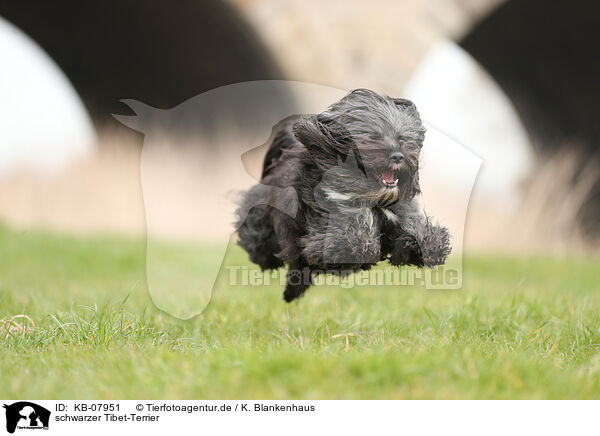 schwarzer Tibet-Terrier / KB-07951