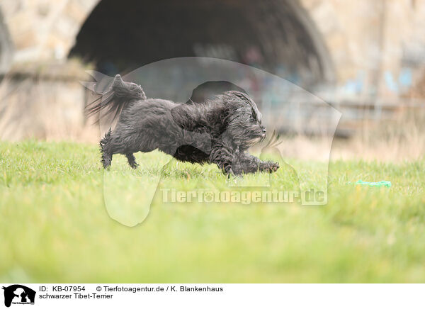 schwarzer Tibet-Terrier / black Tibetan Terrier / KB-07954
