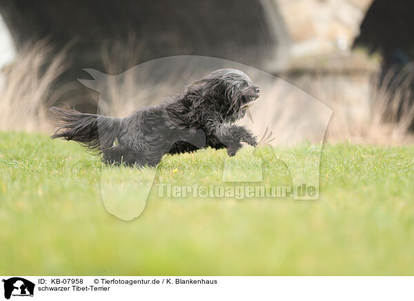 schwarzer Tibet-Terrier / KB-07958