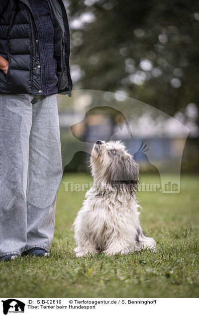 Tibet Terrier beim Hundesport / SIB-02819