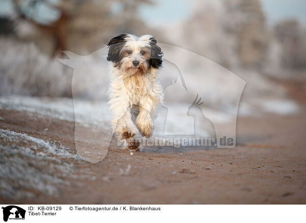 Tibet-Terrier / KB-09129