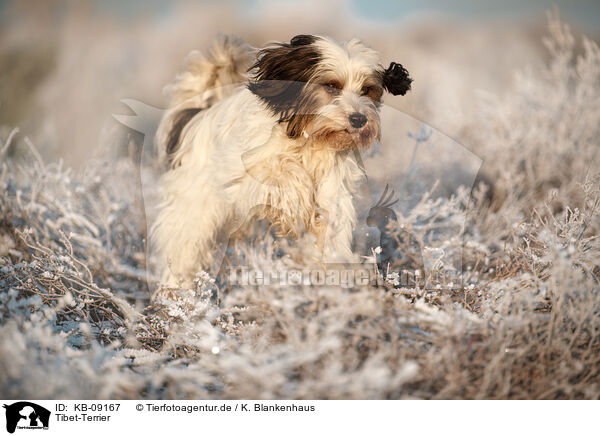Tibet-Terrier / KB-09167