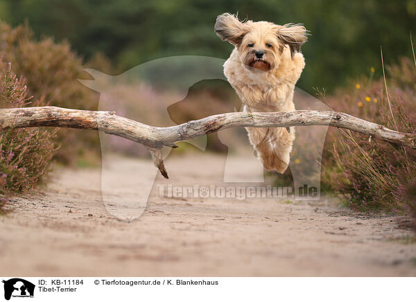 Tibet-Terrier / Tibetan Terrier / KB-11184