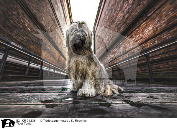 Tibet-Terrier / KR-01238