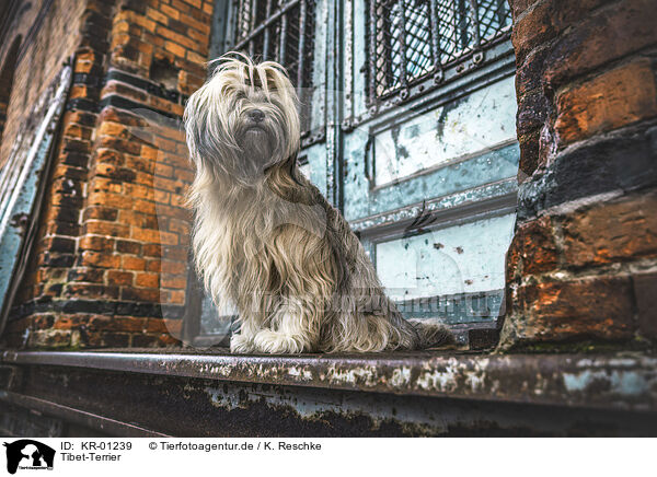 Tibet-Terrier / Tibetan Terrier / KR-01239
