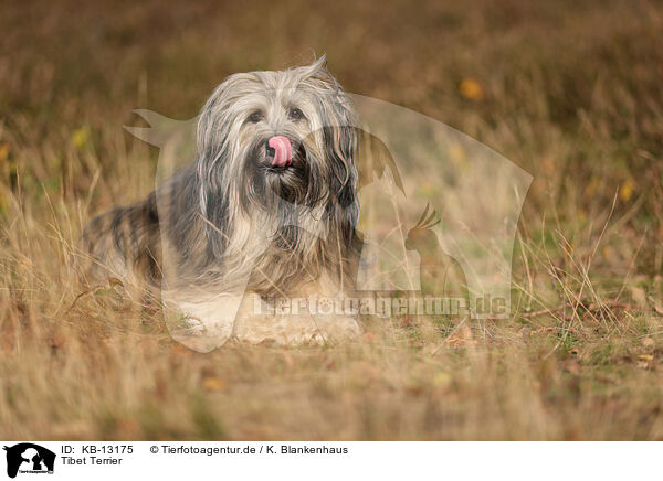Tibet Terrier / Tibet Terrier / KB-13175