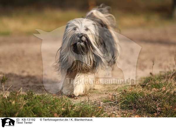 Tibet Terrier / Tibet Terrier / KB-13192
