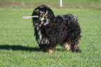 Tibet Terrier auf Wiese