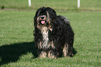 Tibet Terrier auf Wiese