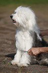 sitzender Tibet Terrier
