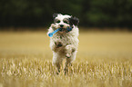 rennender Tibet Terrier