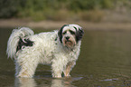 badender Tibet-Terrier