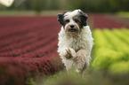 rennender Tibet-Terrier