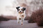 rennender Tibet-Terrier