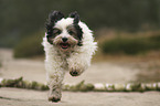 rennender Tibet-Terrier