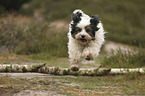 rennender Tibet-Terrier