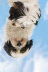 Tibet-Terrier mit Spiegelbild
