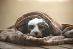 Tibet-Terrier mit Decke