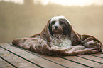 Tibet-Terrier mit Decke