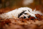 Tibet-Terrier im Herbst