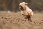 brauner Tibet-Terrier