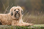 brauner Tibet-Terrier