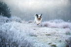 Tibet-Terrier im Winter