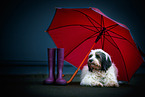 Tibet-Terrier mit Regenschirm