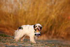 Tibet-Terrier im Herbst