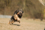 Tibet-Terrier im Herbst