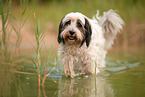 tricolour Tibet-Terrier