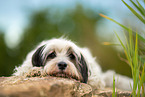 tricolour Tibet-Terrier