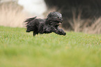 schwarzer Tibet-Terrier