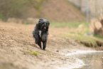schwarzer Tibet-Terrier