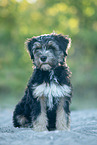 Tibet-Terrier