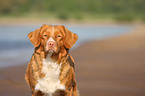 Nova Scotia Duck Tolling Retriever