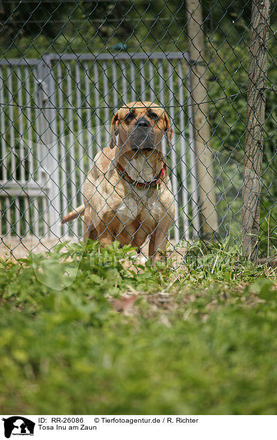 Tosa Inu am Zaun / Tonsa Inu at the fence / RR-26086