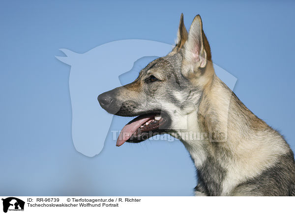 Tschechoslowakischer Wolfhund Portrait / RR-96739
