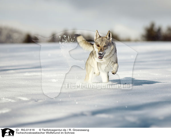 Tschechoslowakischer Wolfshund im Schnee / Czechoslovakian Wolfdog in the snow / RG-01416