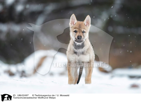 Tschechoslowakischer Wolfhund Welpe / Czechoslovakian Wolfdog Puppy / UM-02497