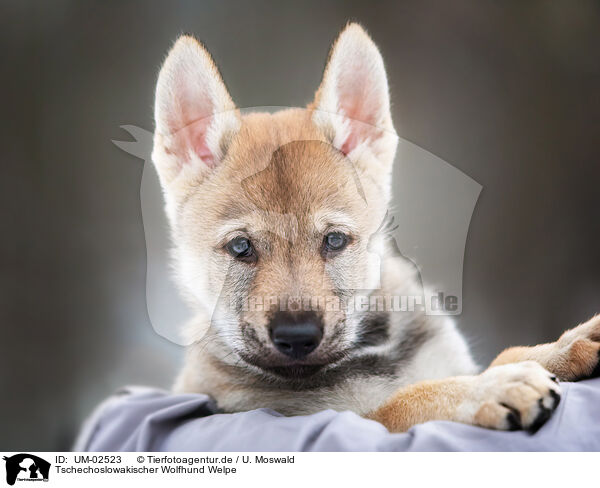Tschechoslowakischer Wolfhund Welpe / UM-02523