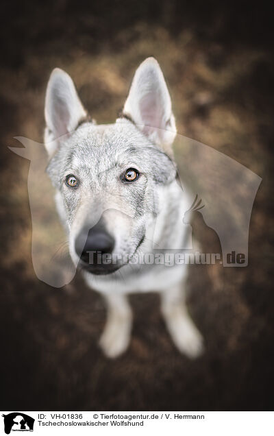 Tschechoslowakischer Wolfshund / Czechoslovakian Wolfdog / VH-01836