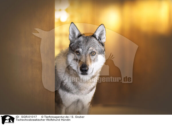 Tschechoslowakischer Wolfshund Hndin / female Czechoslovakian Wolfdog / SGR-01017