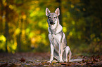 sitzender Tschechoslowakischer Wolfhund