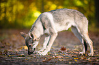 stehender Tschechoslowakischer Wolfhund