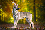 stehender Tschechoslowakischer Wolfhund