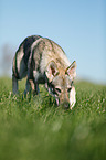 trabender Tschechoslowakischer Wolfhund